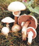 Champignons