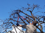 Taille des arbres fruitiers